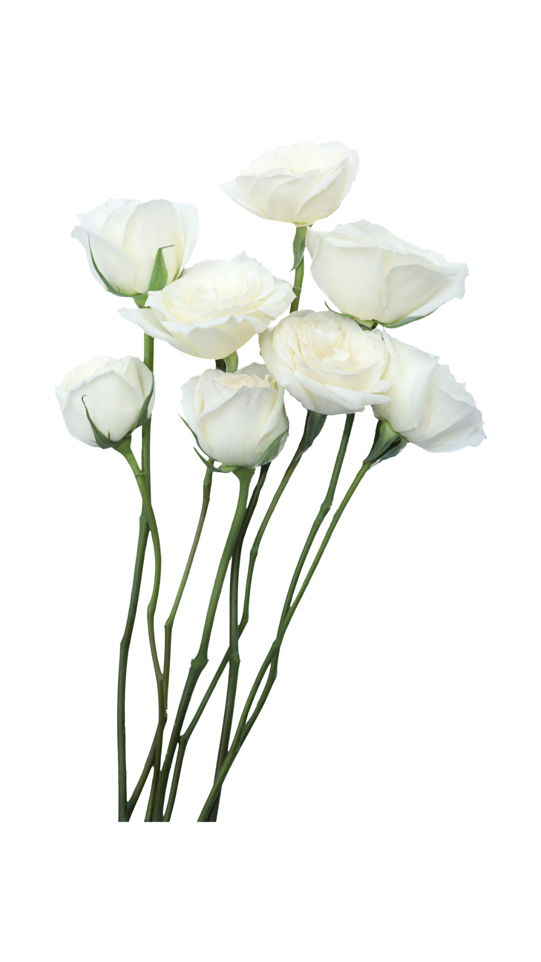 bouquet of roses symbolising a collection of beautiful human stories