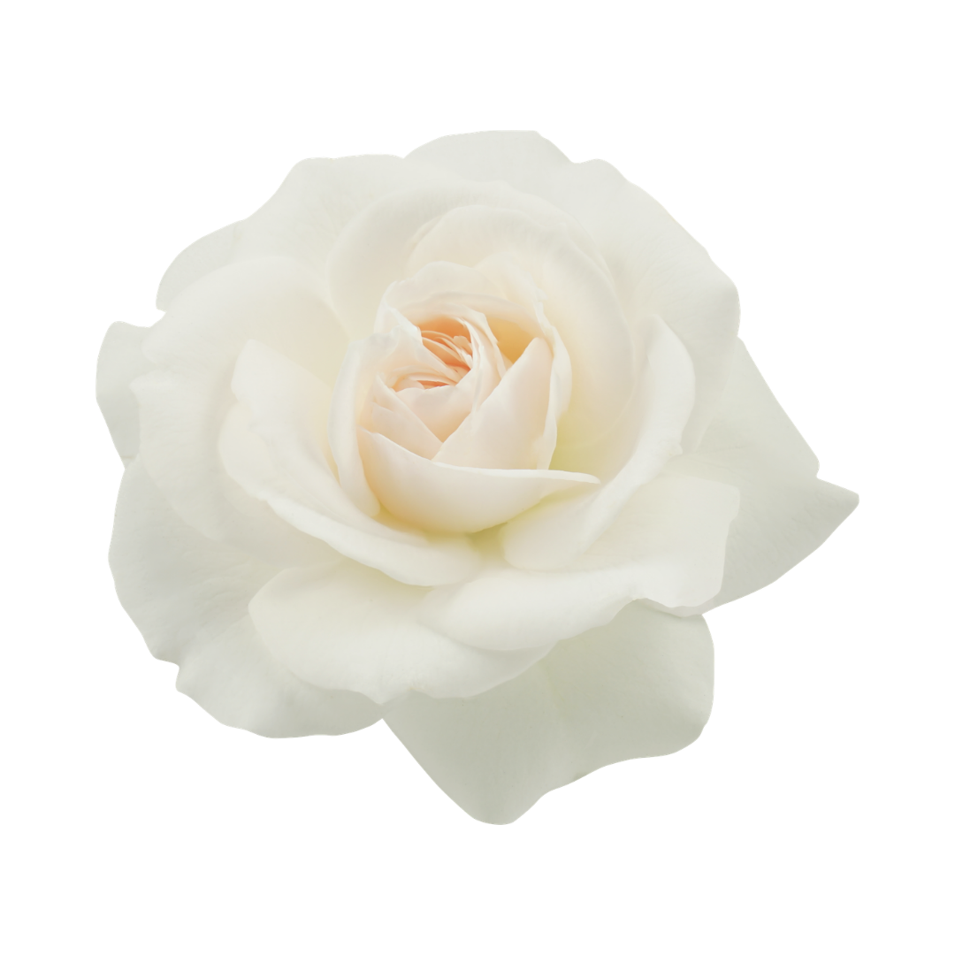 single rose depicting a single story